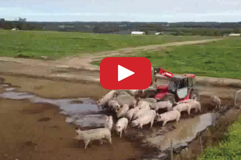 Manitou MLT-X 732 Performing in a Free Range Pig Farm